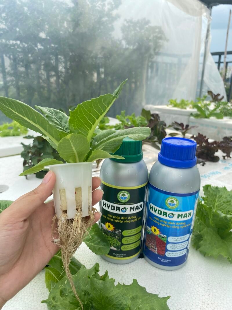 AB - thủy canh tĩnh - Hình ảnh 5